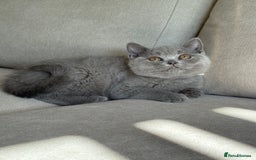 British Shorthair cats for sale: Beautiful BSH  - Image 12
