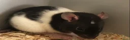 Rat rodents for sale: Beautiful tame fancy rats - Advert 21