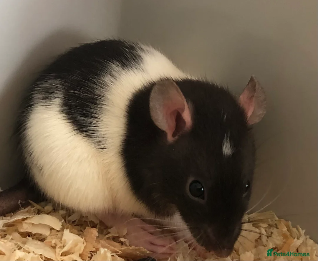 Rat rodents for sale: Beautiful tame fancy rats - Advert 21