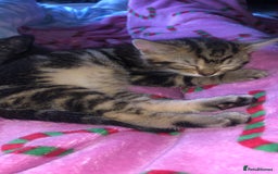 Bombay cats for sale: 🌟 🐾Ready to go🐾🌟 - Image 2