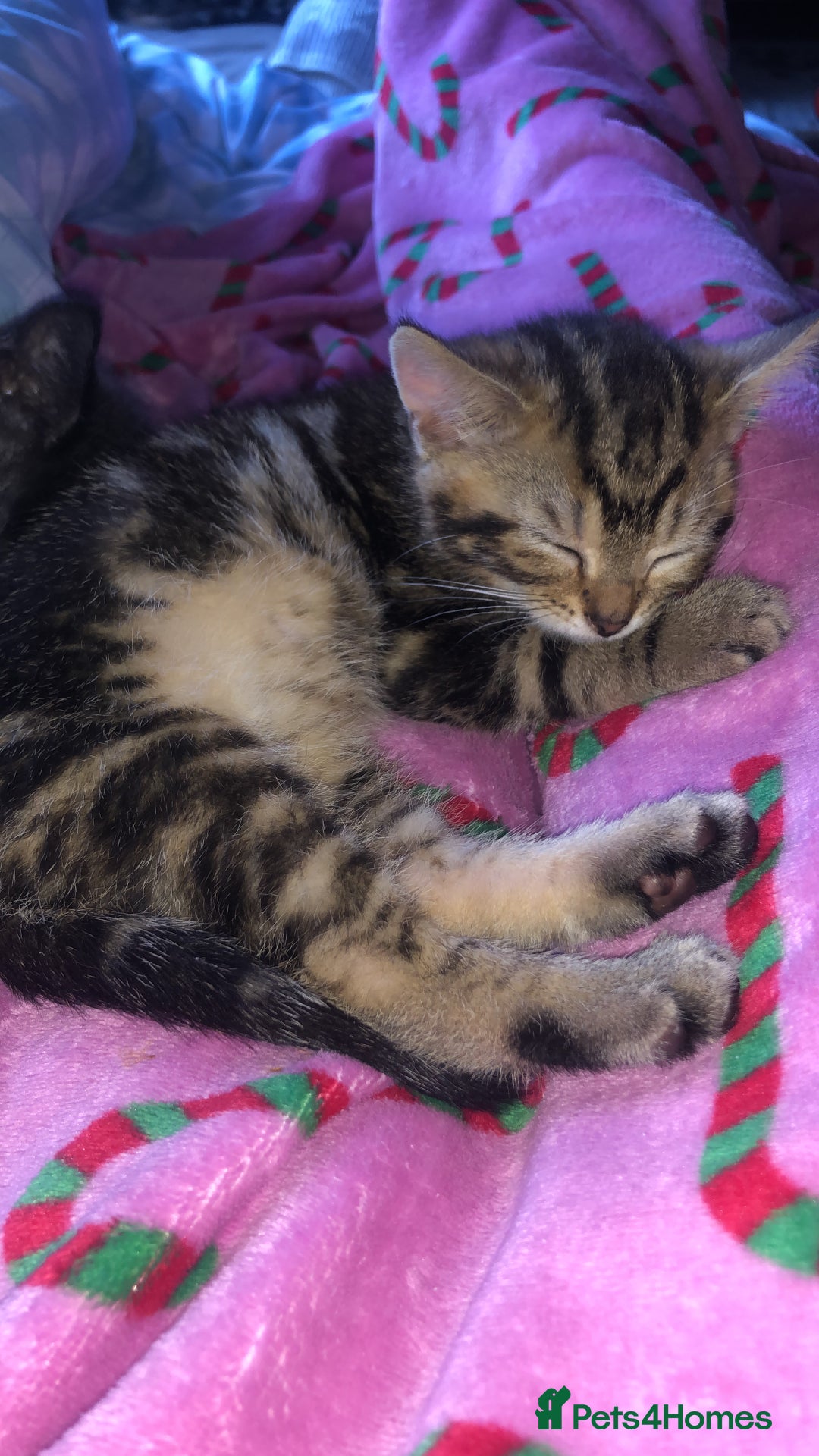 Bombay cats for sale: 🌟 🐾Ready to go🐾🌟 - Image 2