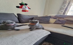 British Shorthair cats for sale: Gorgeous BSH kittens  - Image 20