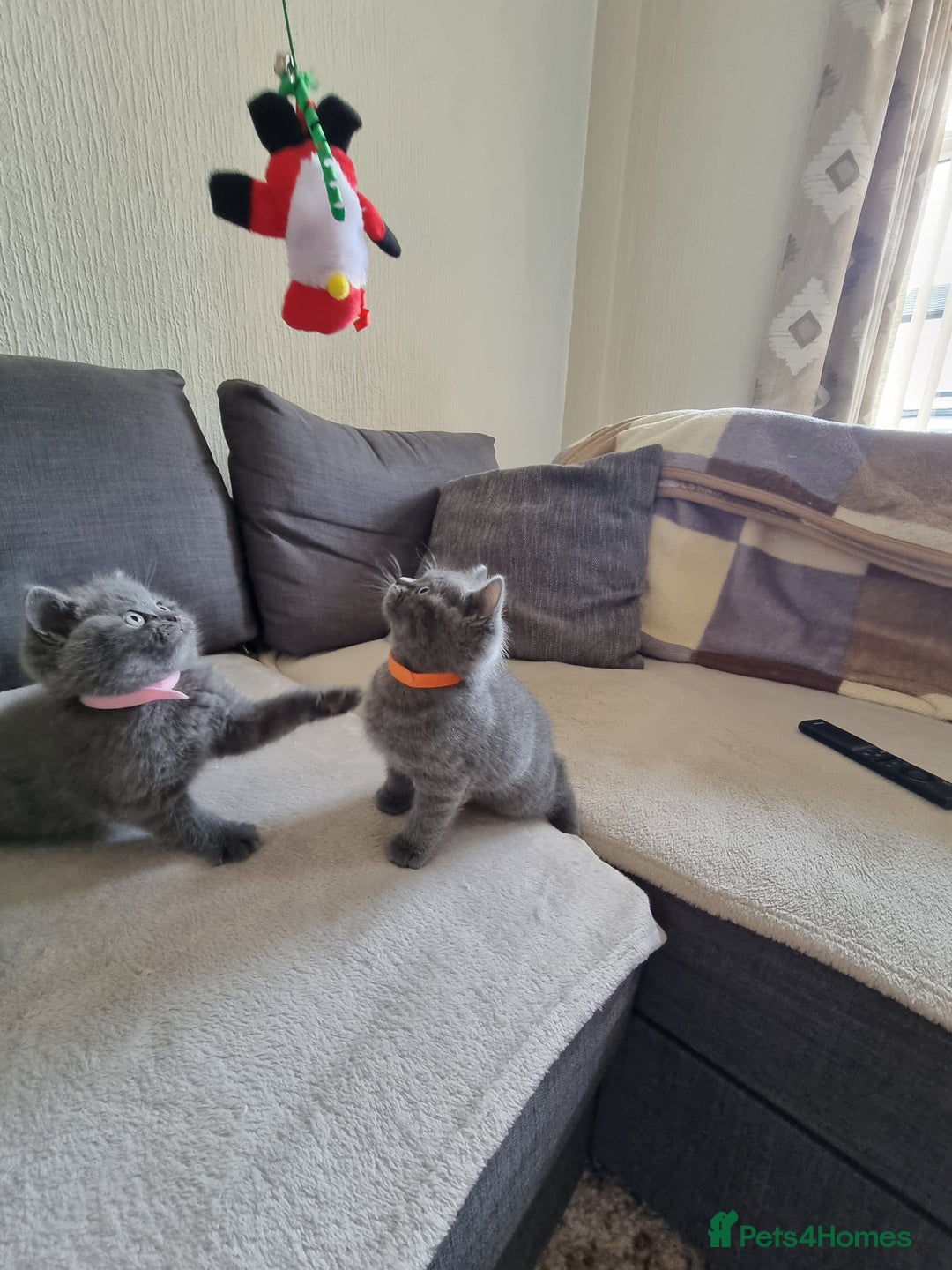 British Shorthair cats for sale: Gorgeous BSH kittens  - Image 20