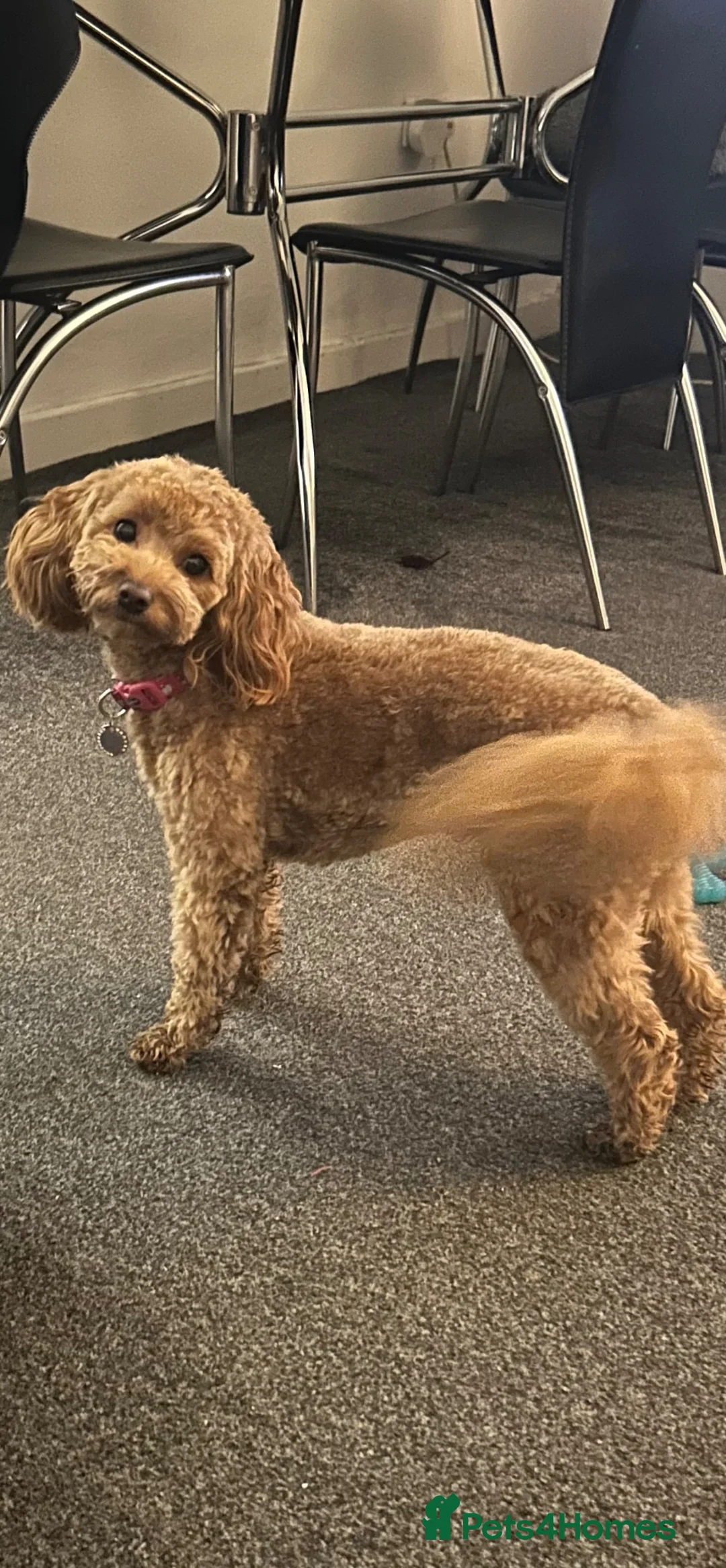 Cockapoo dogs for sale: Male cockapoo  - Advert 11