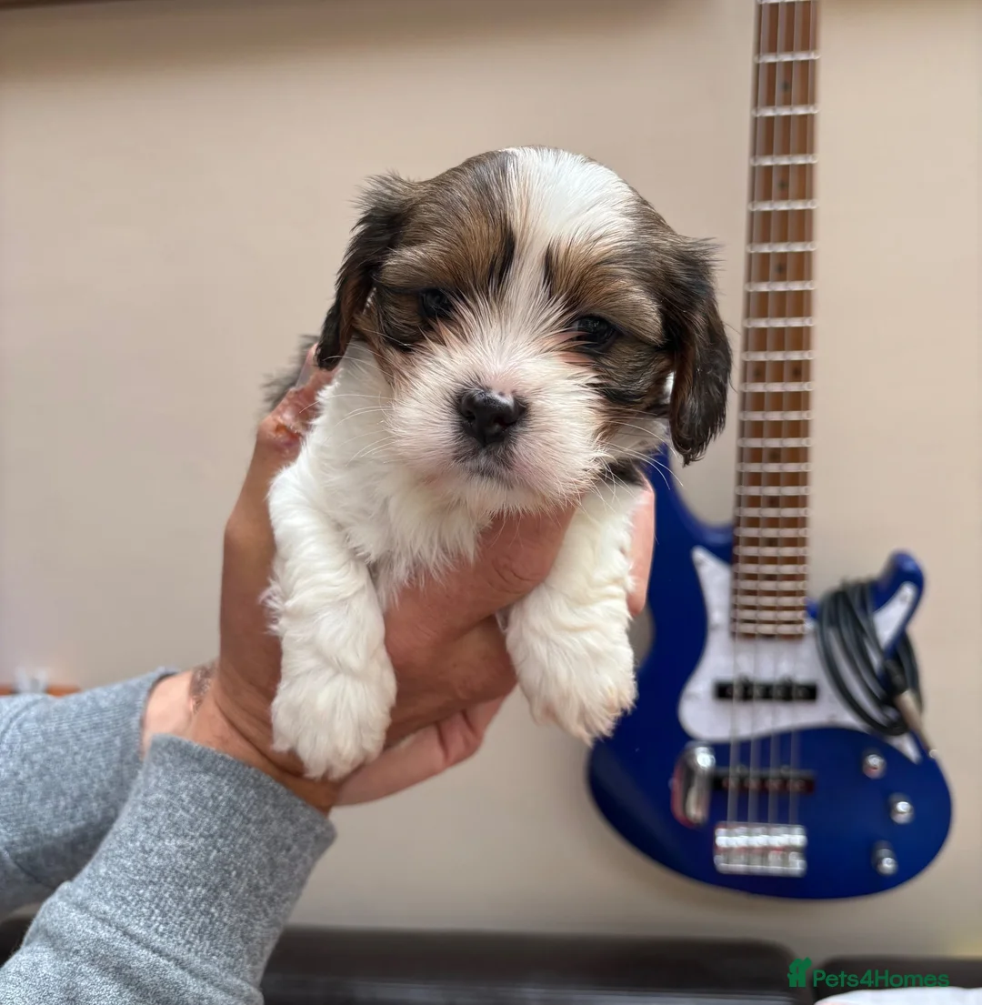 Mixed Breed dogs for sale: F1 Lhasaliers , all girls 💫 - Advert 2