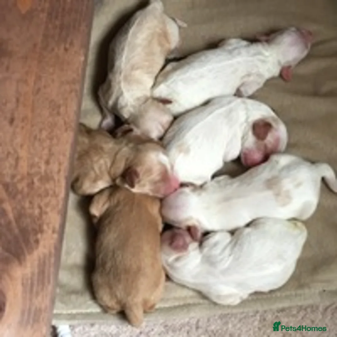 Cavapoo dogs for stud: F1 PROVEN Toy Cavapoo DNA Clear stud in Stafford - Advert 17