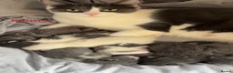 Mixed Breed cats for sale: Beautiful mixed breed kittens.  - Advert 19