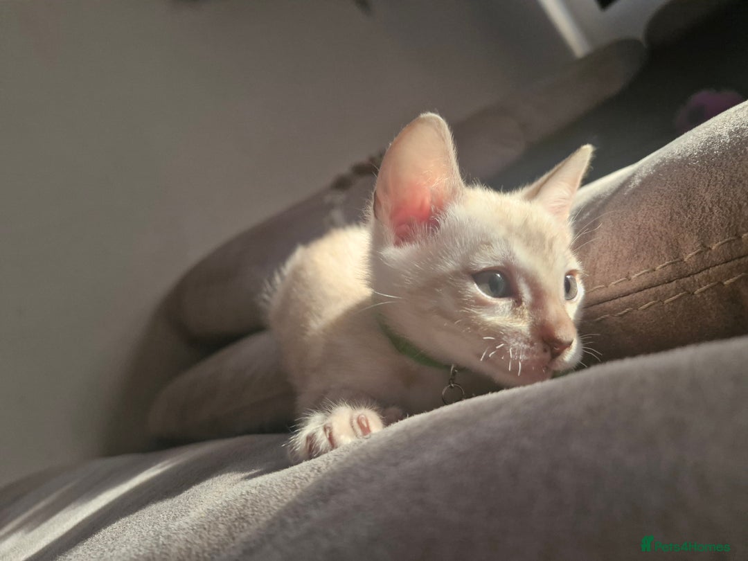 Bengal cats for sale: Rare Snow Genetic & Health Tested Bengal Kittens - Image 6