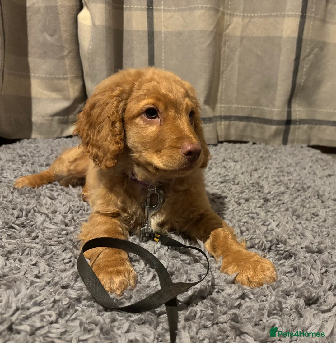 Cockapoo dogs for sale: 🐶8 Beautiful Cockapoo puppies🐶 - Advert 6