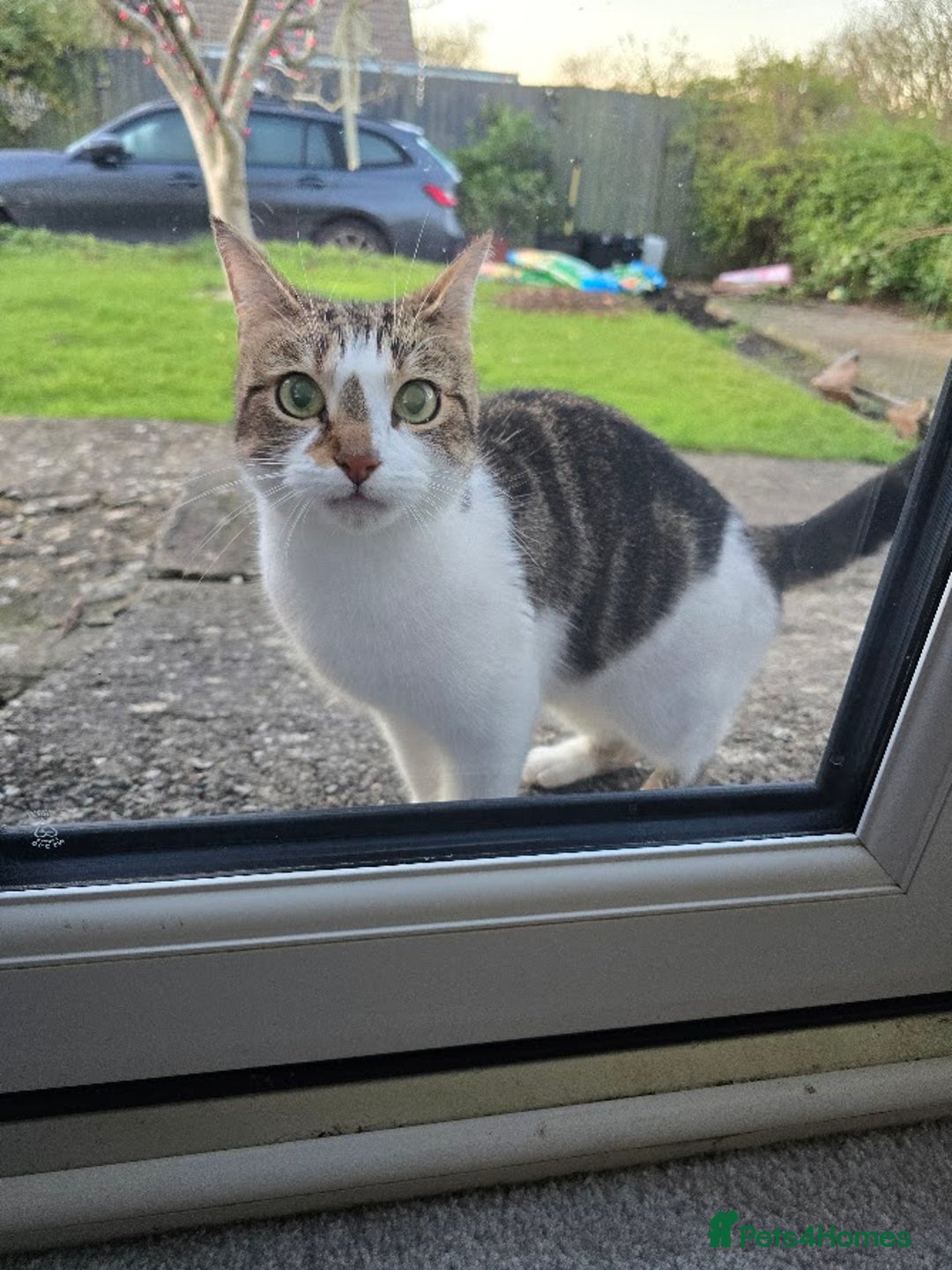 Mixed Breed cats for sale: KITTENS AND MOTHER FOR SALE  - Advert 9