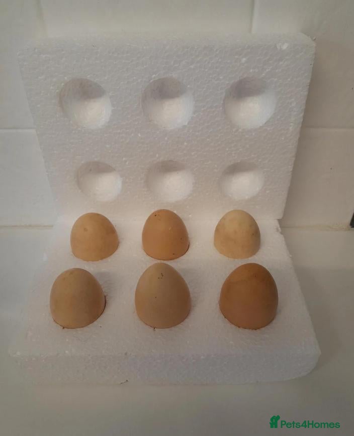 Chickens poultry 6 x Silkie Bantam Hatching Eggs - Advert 2