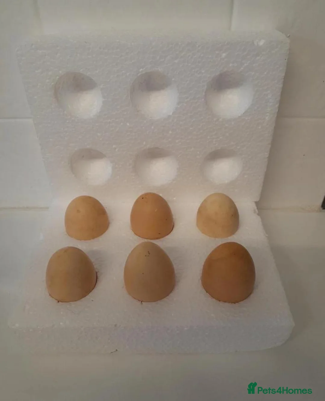 Chickens poultry for sale: 6 x Silkie Bantam Hatching Eggs - Advert 2