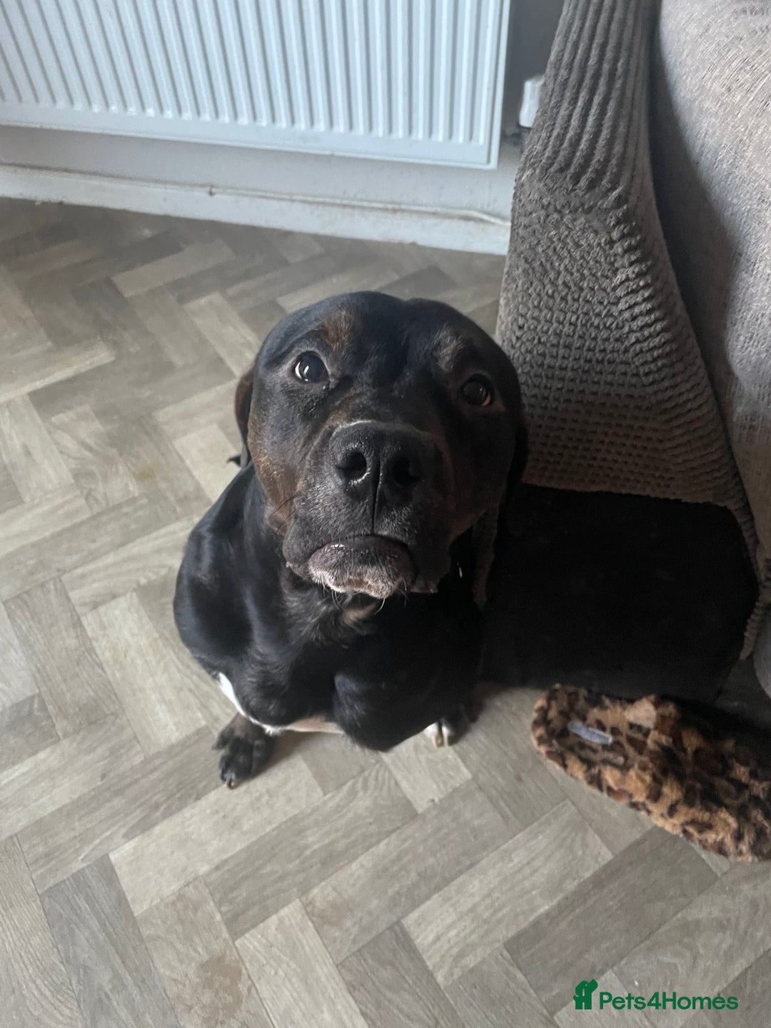 Mixed Breed dogs for sale: 8 month old American bulldog. - Advert 2