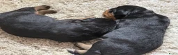 Rottweiler dogs for sale: Gorgeous Rottweiler puppies available  - Advert 11