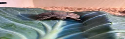 Tortoise reptiles for sale: £150 9 months old Greek tortoise&set up  - Advert 8