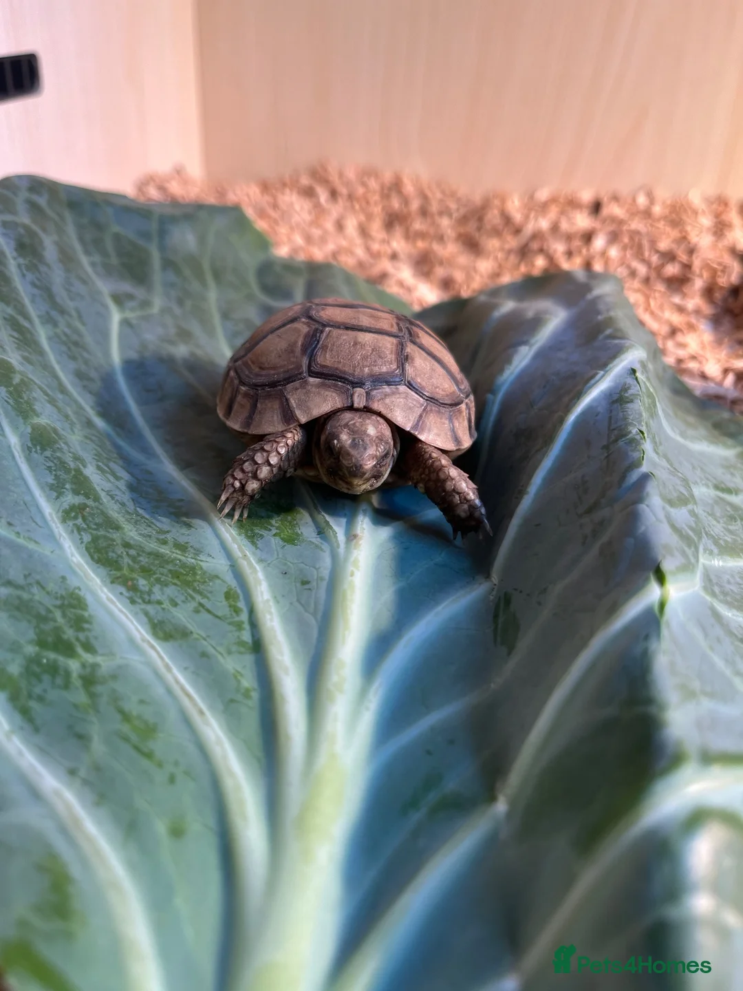 Tortoise reptiles for sale: £150 9 months old Greek tortoise&set up  - Advert 8