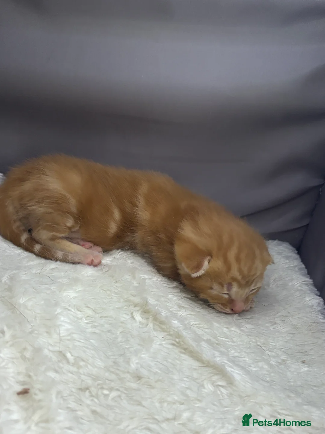 Mixed Breed cats for sale: Beautiful ginger boy and 2 beautiful mix tux  - Advert 2