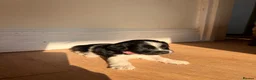 Jackapoo dogs for sale: Gorgeous Jackapoo puppies for sale  - Advert 12