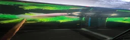 Bettas fish for sale: Betta sale!!  - Advert 16