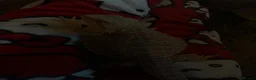 Bearded Dragon reptiles for sale: bearded dragon  - Advert 2