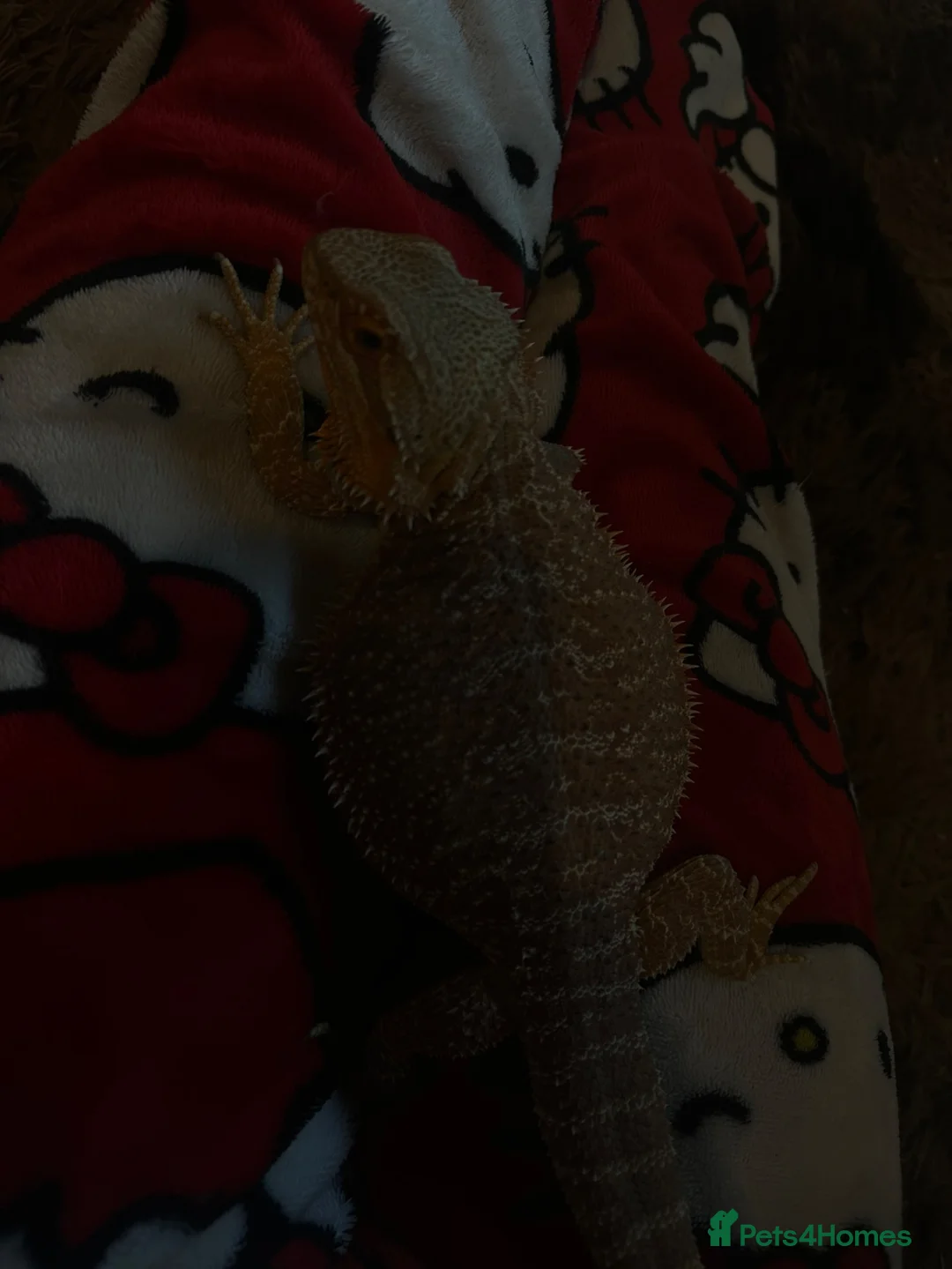 Bearded Dragon reptiles for sale: bearded dragon  - Advert 2