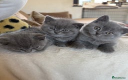 British Shorthair cats for sale: 2 male British shorthair  - Image 4