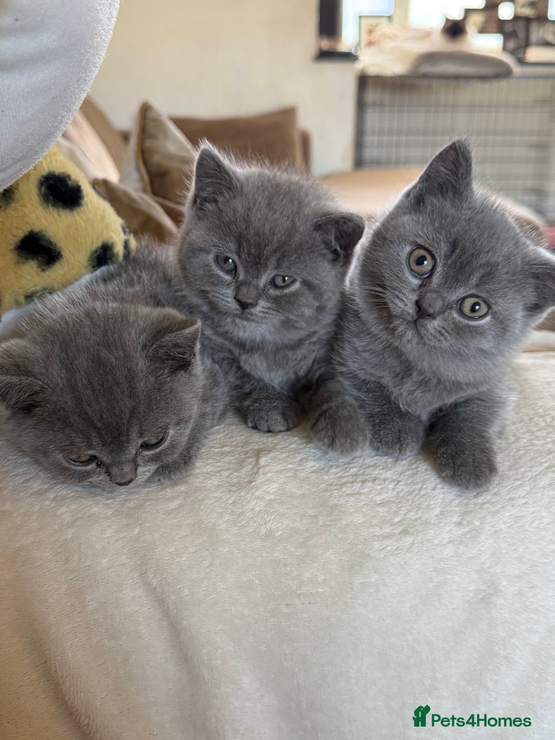 British Shorthair cats for sale: 2 male British shorthair  - Image 4