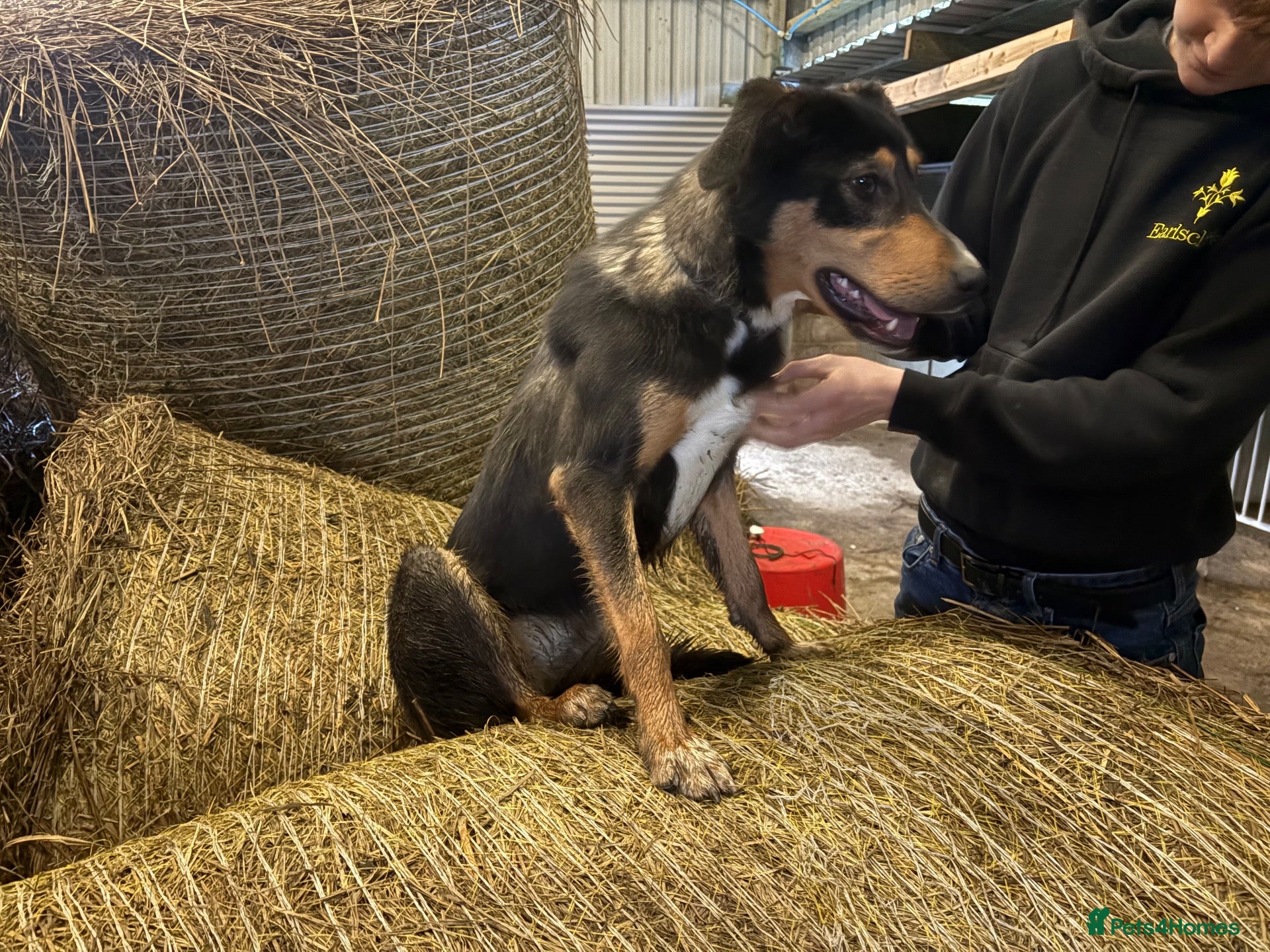 Mixed Breed dogs Border collie x Hunterway puppies - Advert 2