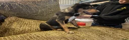 Mixed Breed dogs for sale: Border collie x Hunterway puppies in Crieff - Advert 3