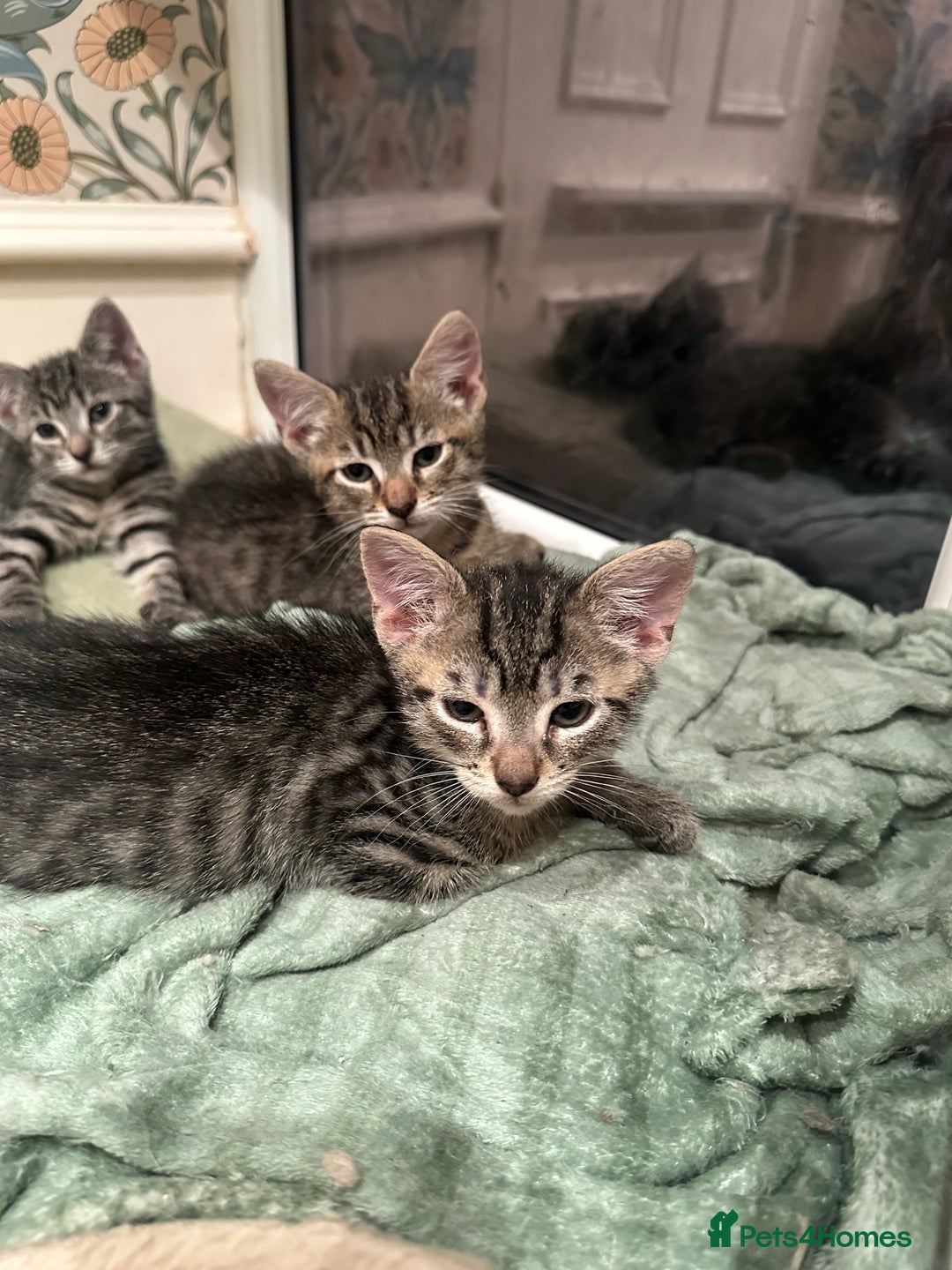 Mixed Breed cats for sale: British short haired Cross - Advert 4