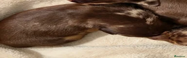 Miniature Dachshund 6