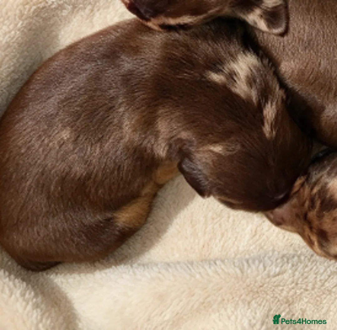 Miniature Dachshund dogs for sale: Dapple Miniature Dachshund in Leeds - Advert 2