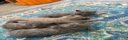 British Shorthair cats for sale: British shorthair kittens - Advert 6