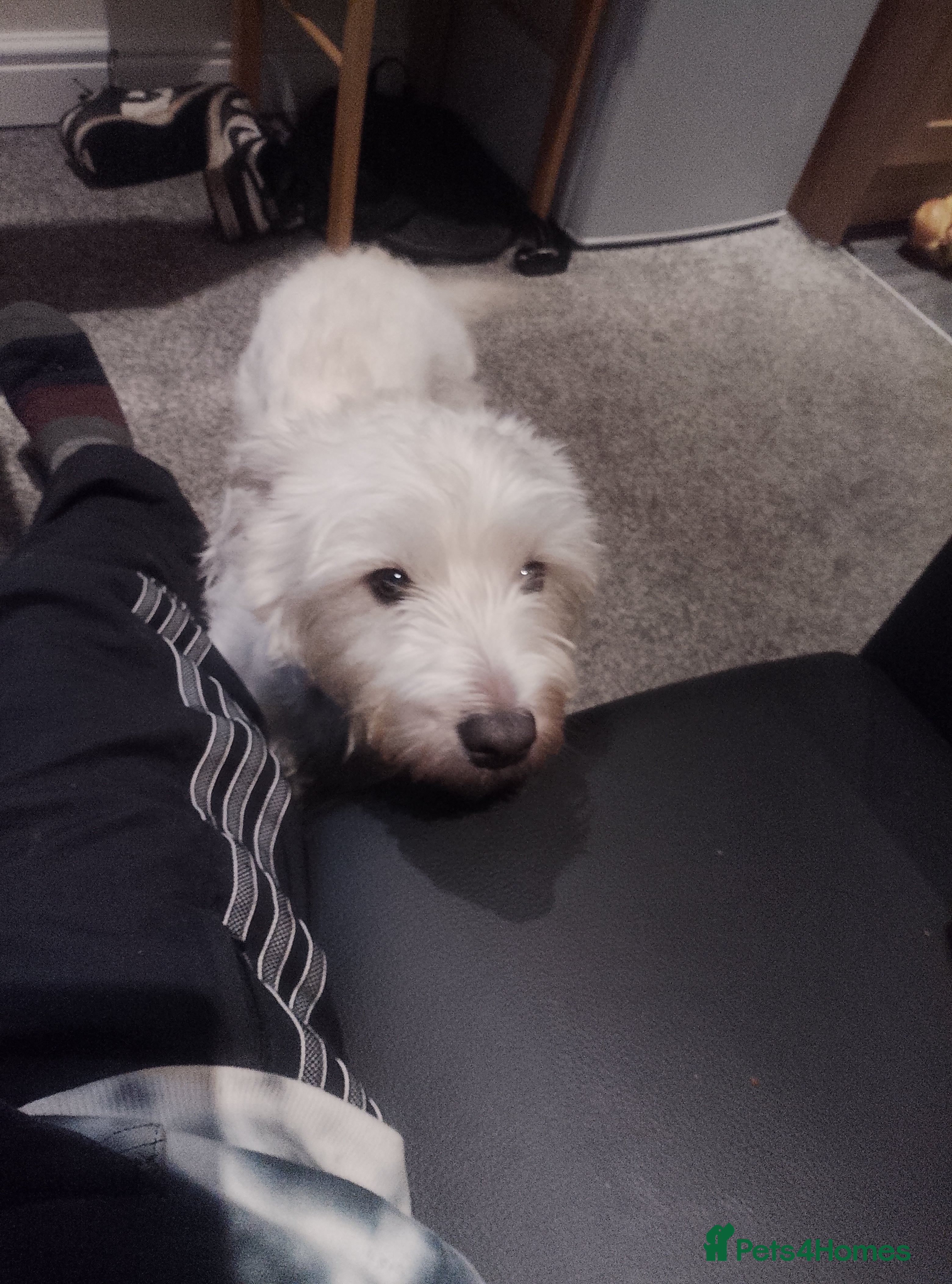 West Highland Terrier dogs Male West highland terrier  - Advert 1