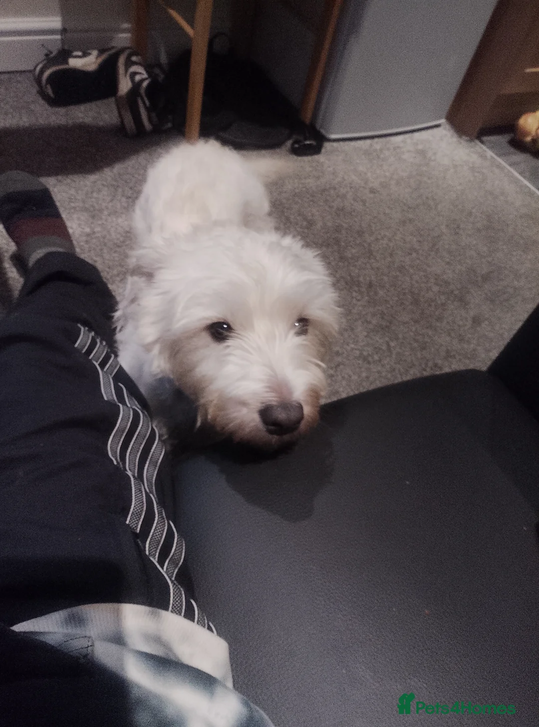 West Highland Terrier dogs for sale: Male West highland terrier  in Stoke-on-Trent - Advert 1