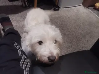 West Highland Terrier dogs Male West highland terrier - Advert 1