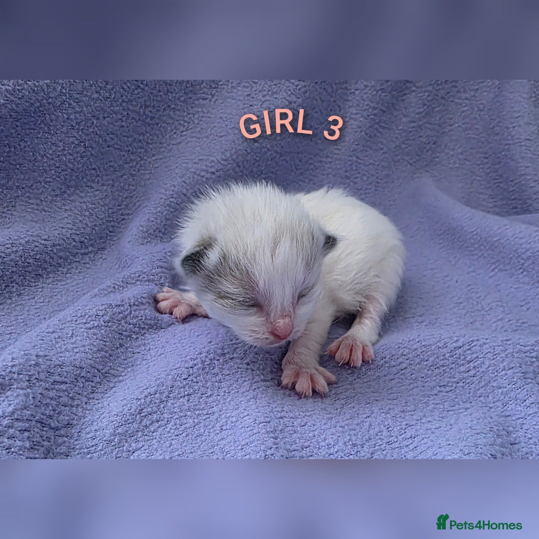 Ragdoll cats for sale: Ragdoll kittens😻🩵💜4 Girls and 1 Boy🙀 - Image 4