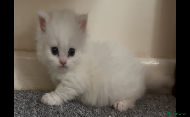 Munchkin cats - Advert 1