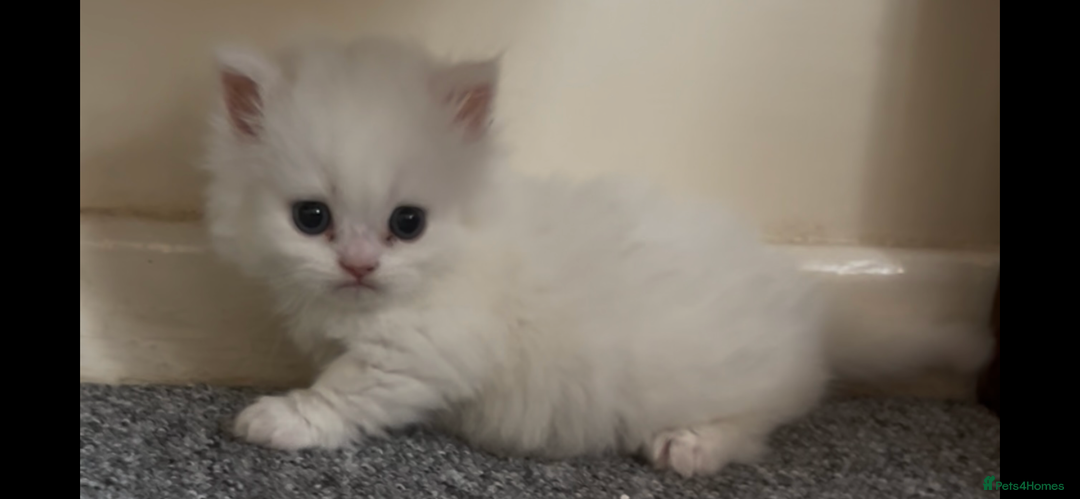 Munchkin cats for sale: Beautiful Munchkins Kittens  - Image 1