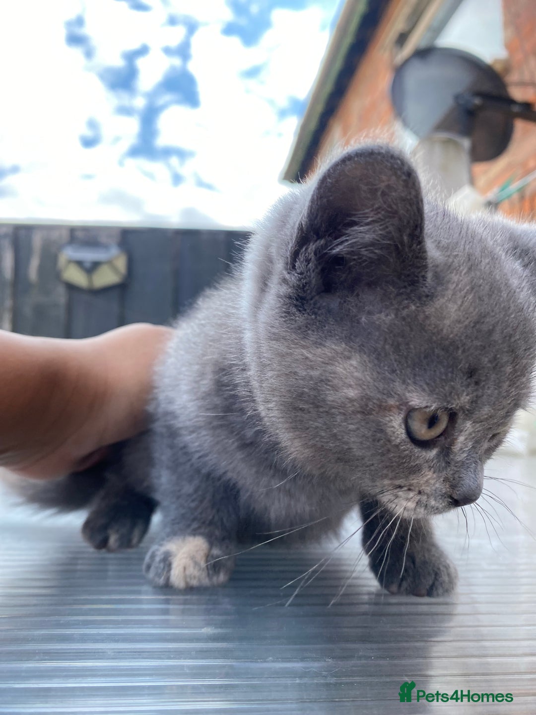 British Shorthair cats for sale: X BSH female grey available  - Image 11