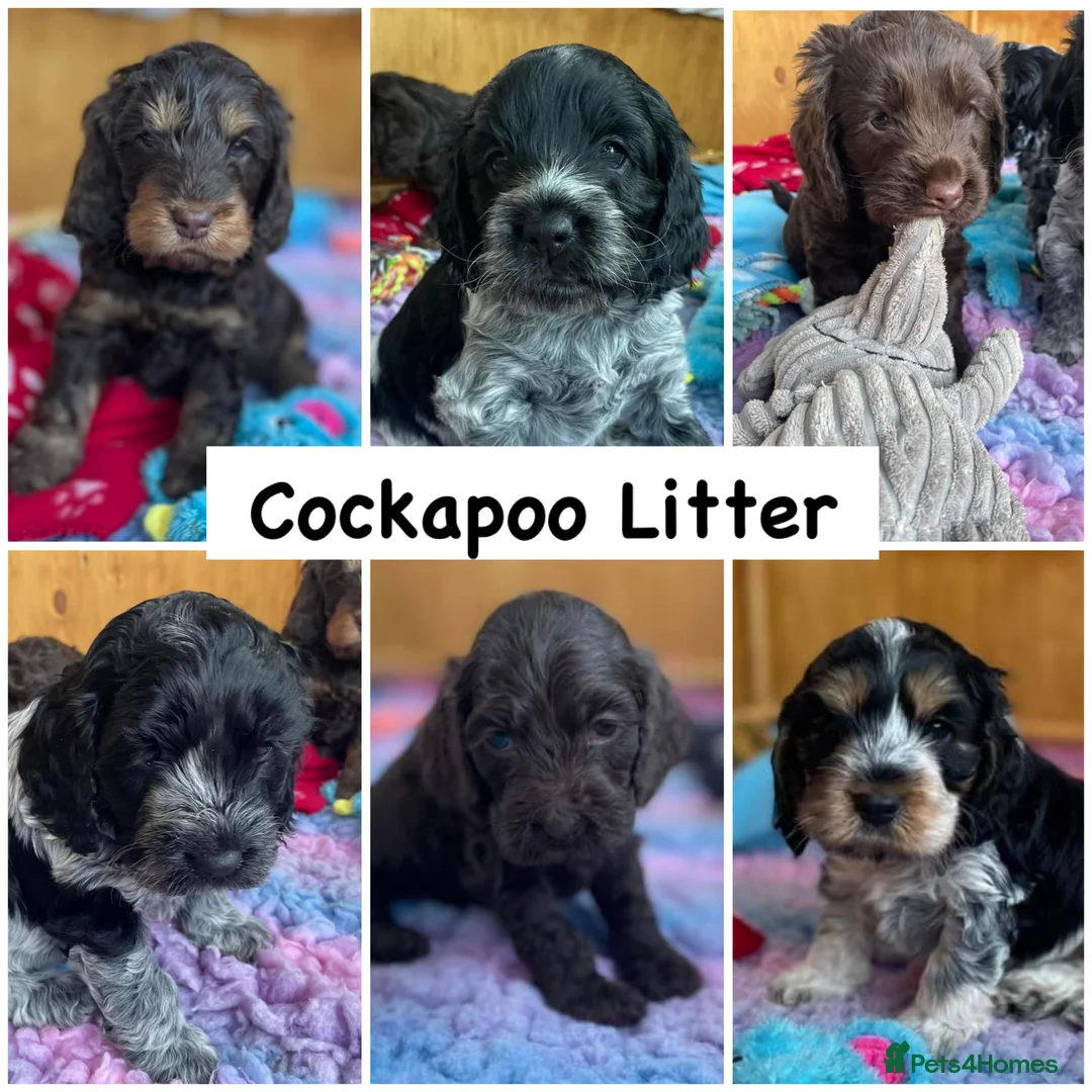 Cocker Spaniel dogs for stud: EXTENSIVELY Health Tested KC Show Cocker STUD in Chesterfield - Advert 12