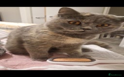 British Shorthair cats for sale: **Free** BSH Cat (Female) - Image 5