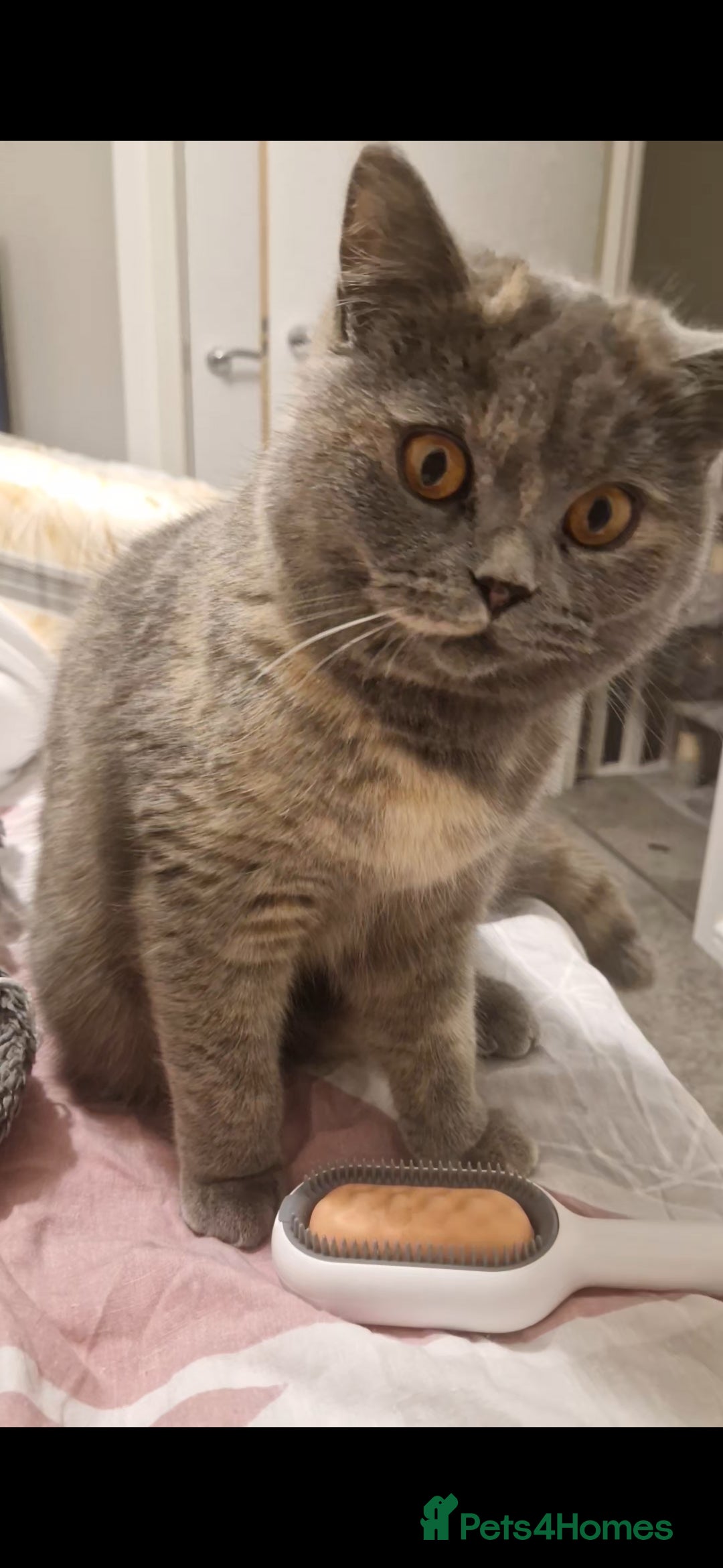 British Shorthair cats for sale: **Free** BSH Cat (Female) - Image 5