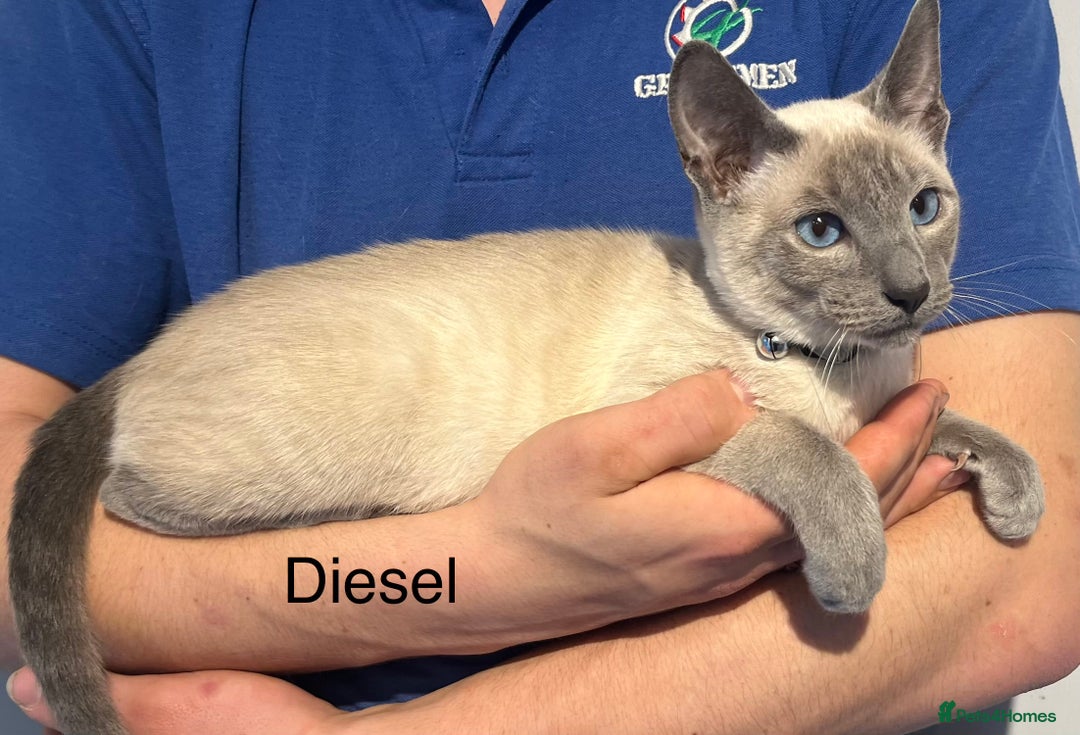 Siamese cats for sale: Blue point Siamese kittens - Advert 10