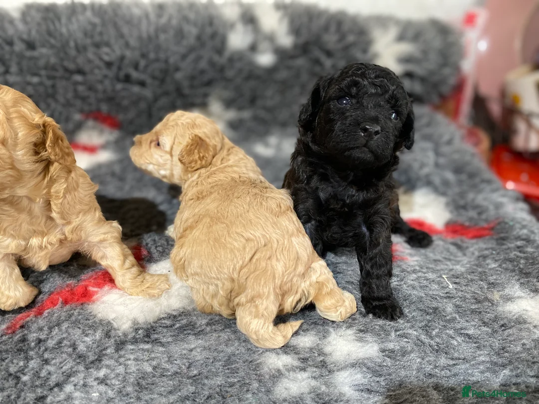 Toy Poodle dogs for sale: Toy Poodles KC Registered Health Tested Parents - Advert 16