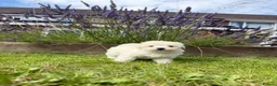 Maltipoo dogs for sale: Now ready for new homes.  - Advert 15