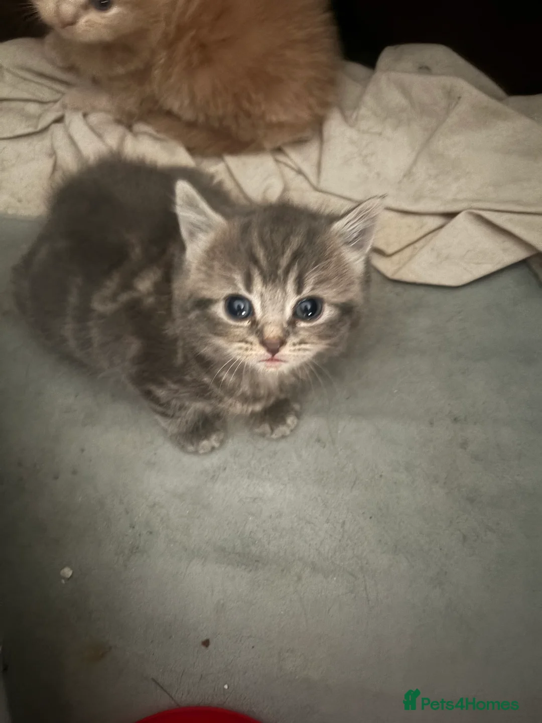 Mixed Breed cats for sale: British blue cross Norwegian  - Advert 3