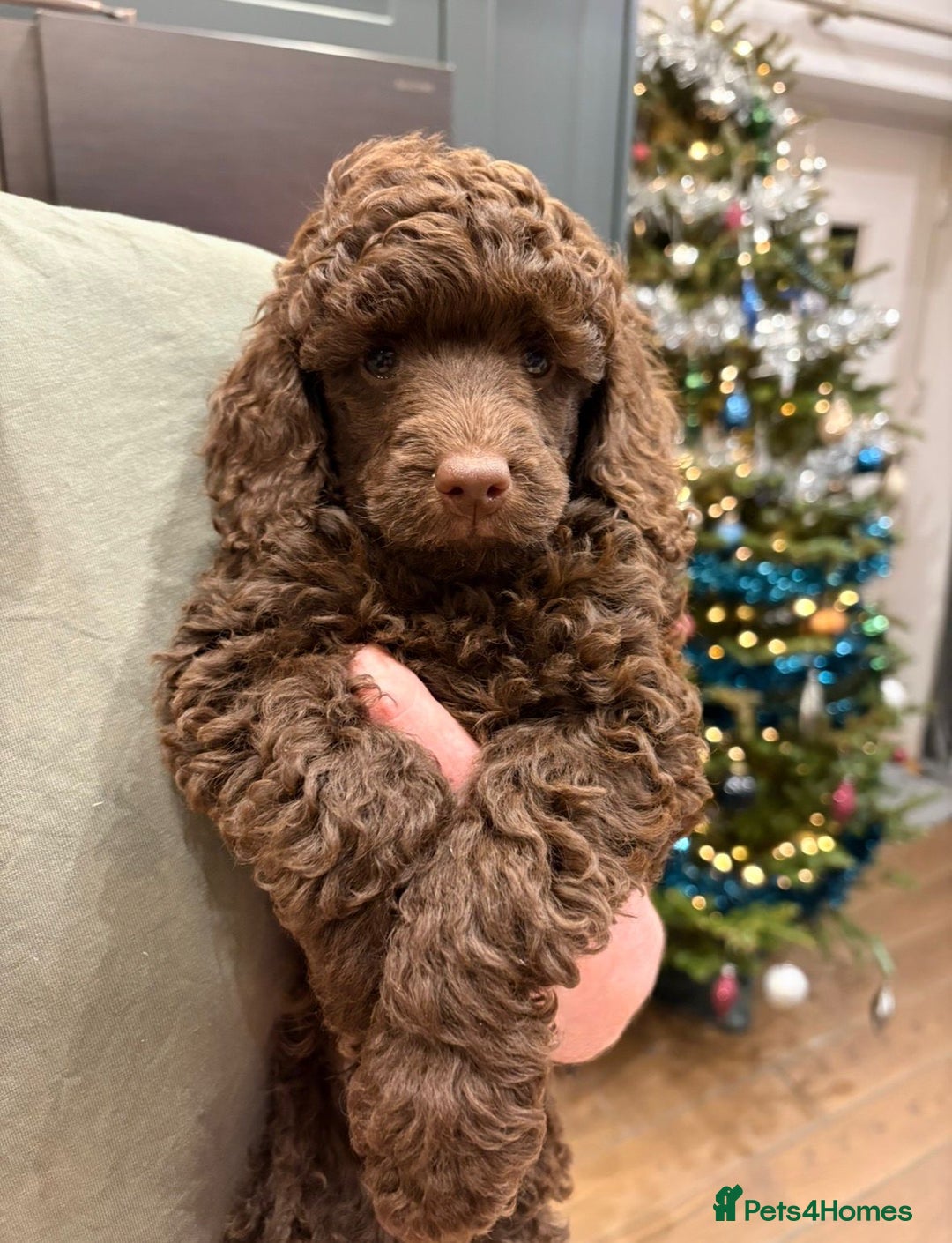 Miniature Poodle dogs for sale: 2 Boys left-KC Registered.Ready to leave next week - Advert 2