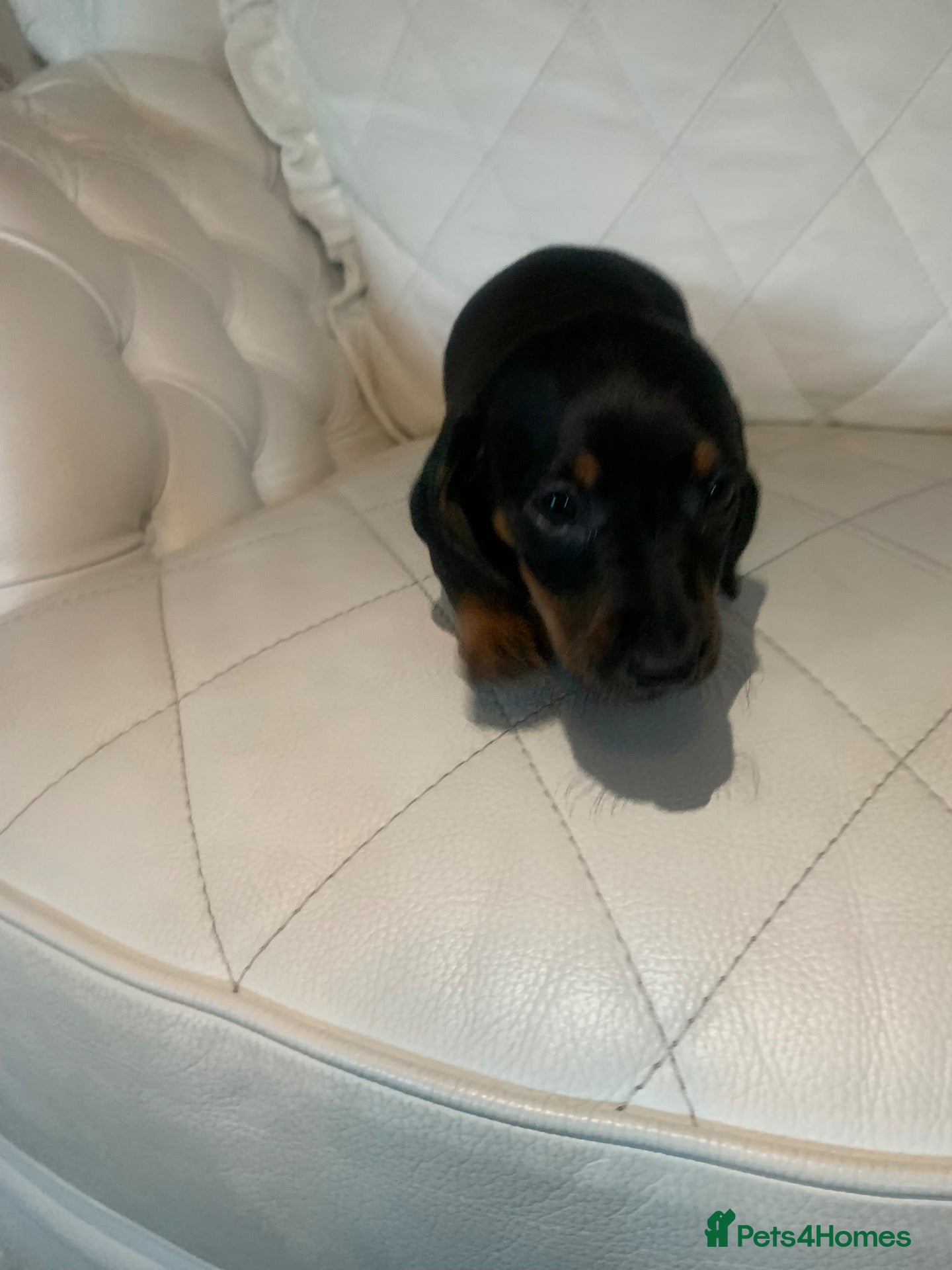 Dachshund dogs 5 dachund puppies for sale 2 boys 3 girls - Advert 2