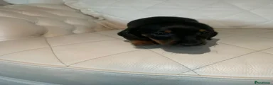Dachshund 5